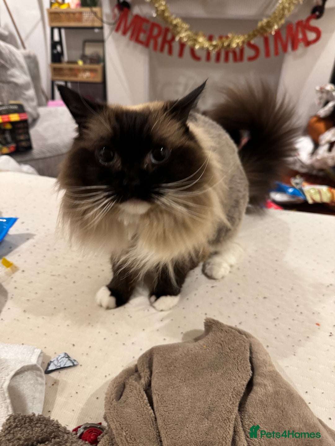 Ragdoll cats for sale: Beautiful Ragdoll female  - Advert 3