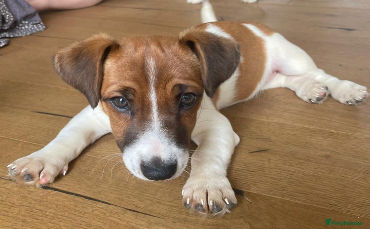 Jack Russell dogs - Advert 2