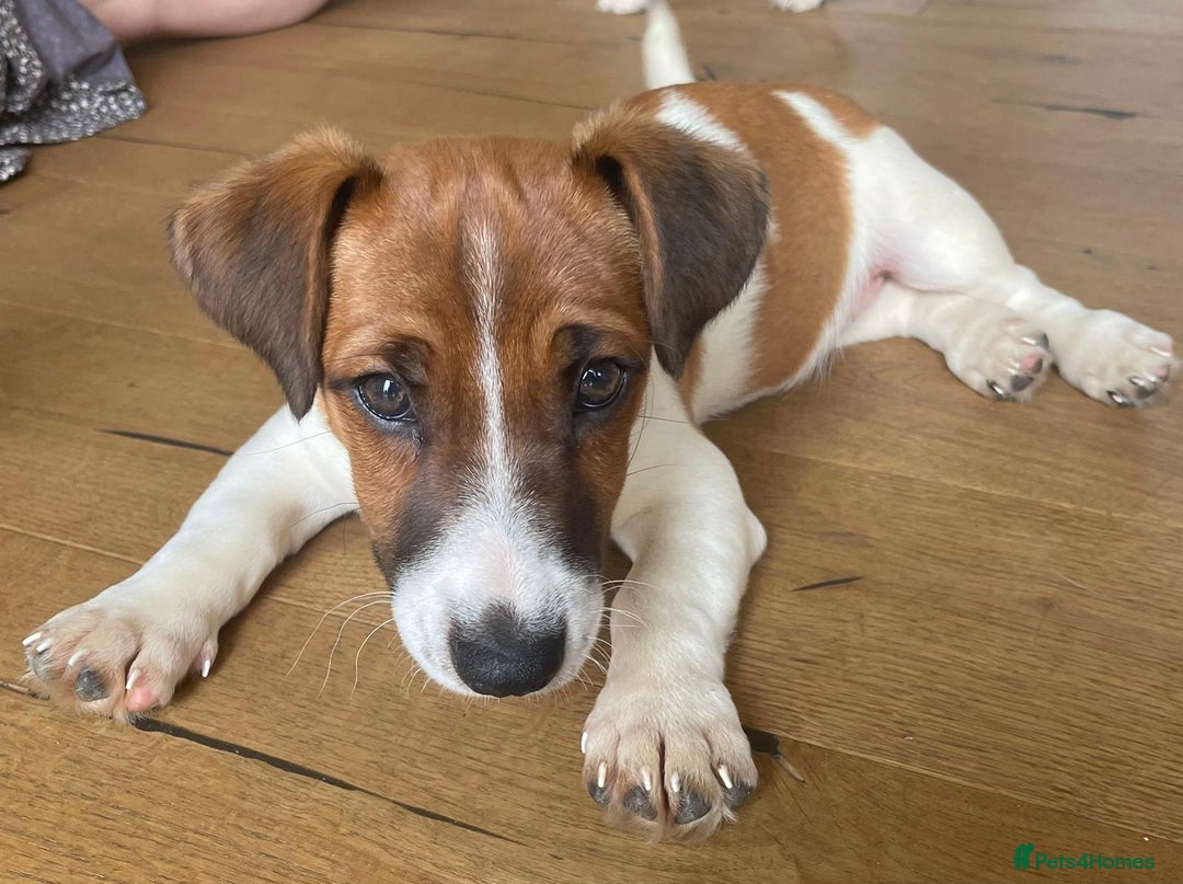 Jack Russell dogs for sale: Jack Russell Puppies - Image 1