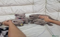 British Shorthair cats for sale: Pure British Short Hair cutties - Image 3