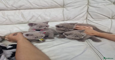 British Shorthair cats - Advert 10