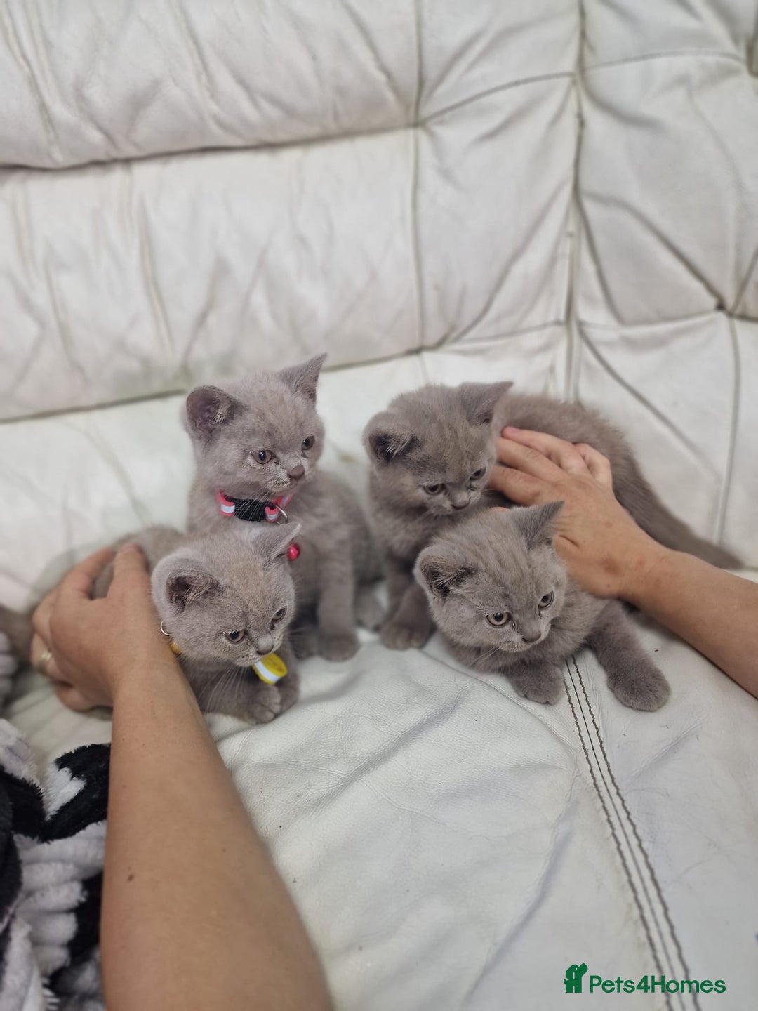 British Shorthair cats for sale: Pure British Short Hair cutties - Image 3