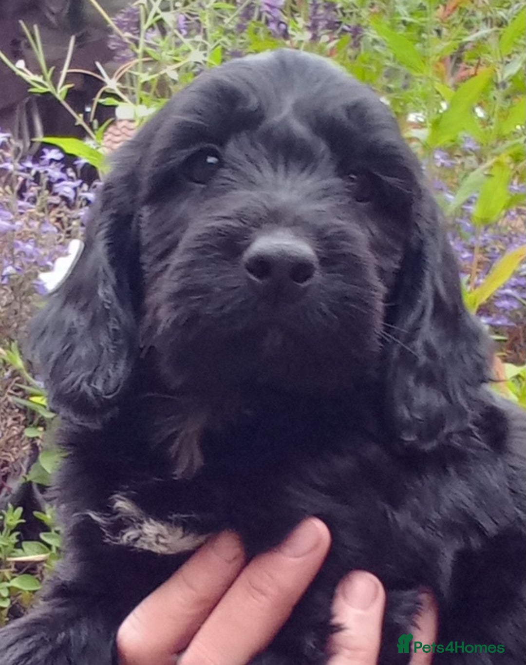 Cockapoo dogs for sale: Gorgeous Cockapoo puppies for sale  - Image 6