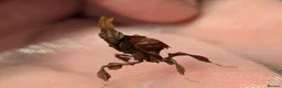 Mixed Breed invertebrates for sale: Mantis, stick insects, assassin bugs, grasshoppers - Advert 2