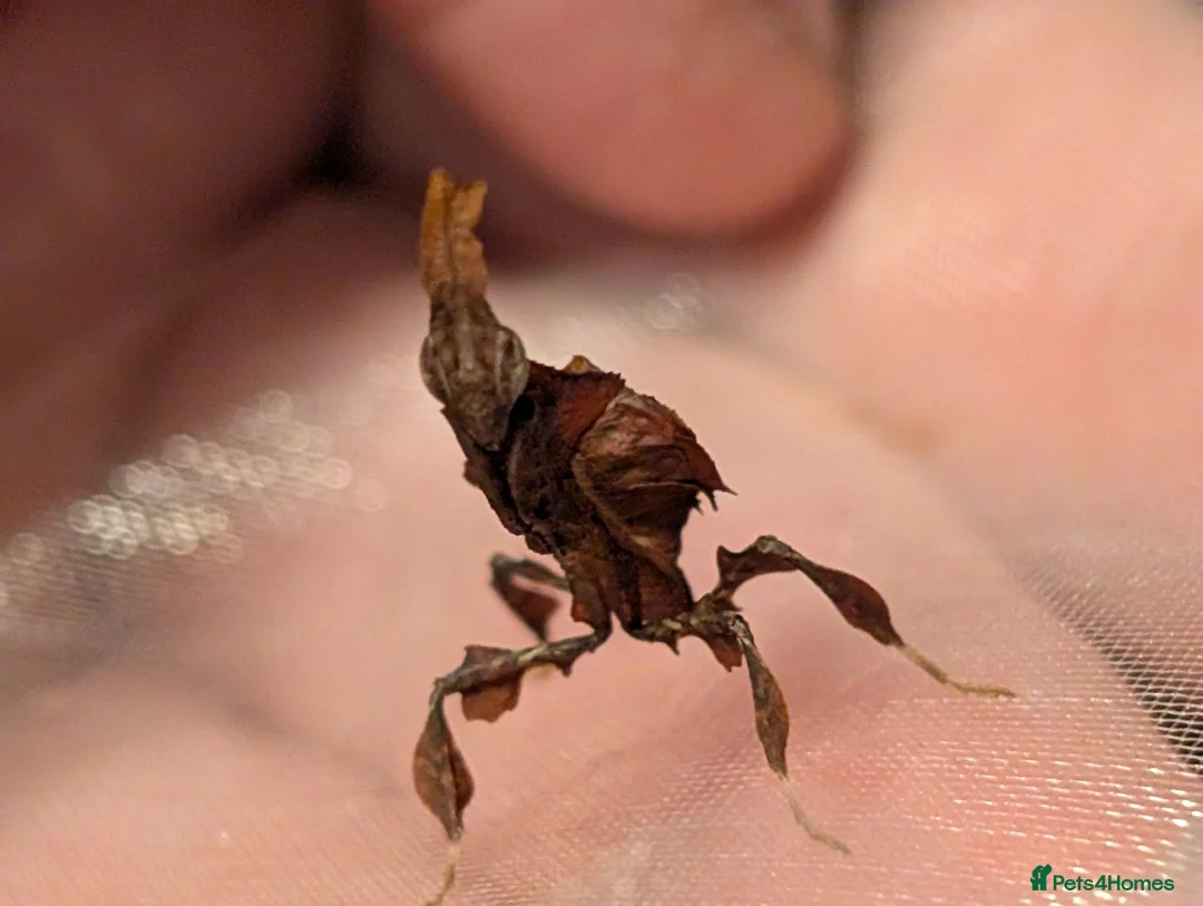 Mixed Breed invertebrates for sale: Mantis, stick insects, assassin bugs, grasshoppers - Advert 2