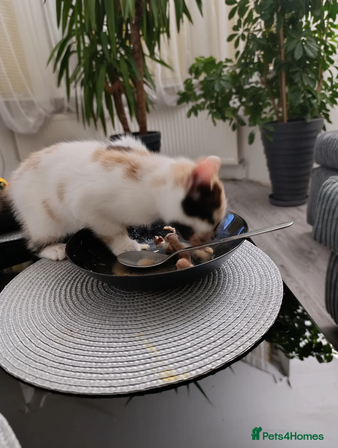 Mixed Breed cats for sale: Mini covs :D - Advert 8