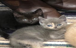 British Shorthair cats for sale: Beautiful British shorthair kittens - Image 2