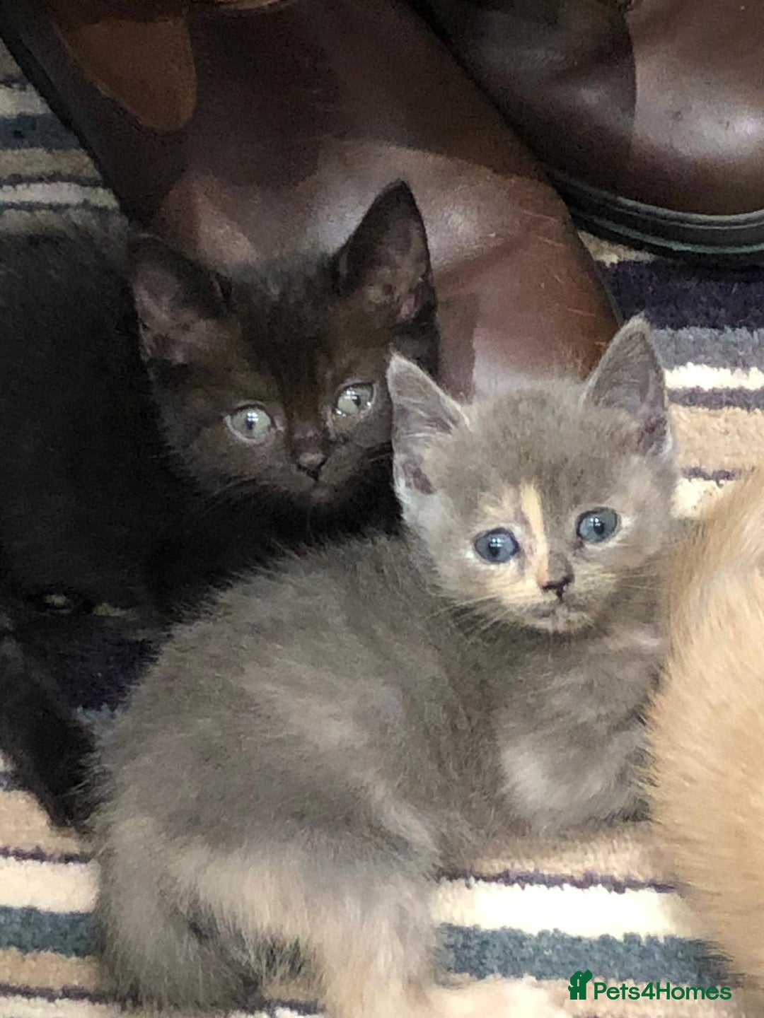 British Shorthair cats for sale: Beautiful British shorthair kittens - Image 2