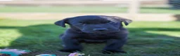 Labrador Retriever dogs for sale: Beautiful Black Labrador Pups  - Advert 10