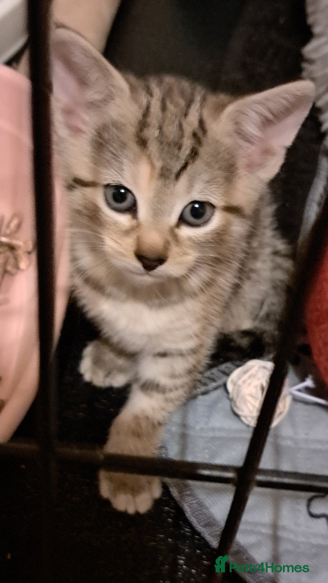 Mixed Breed cats for sale: Calico kittens for sale  - Image 1