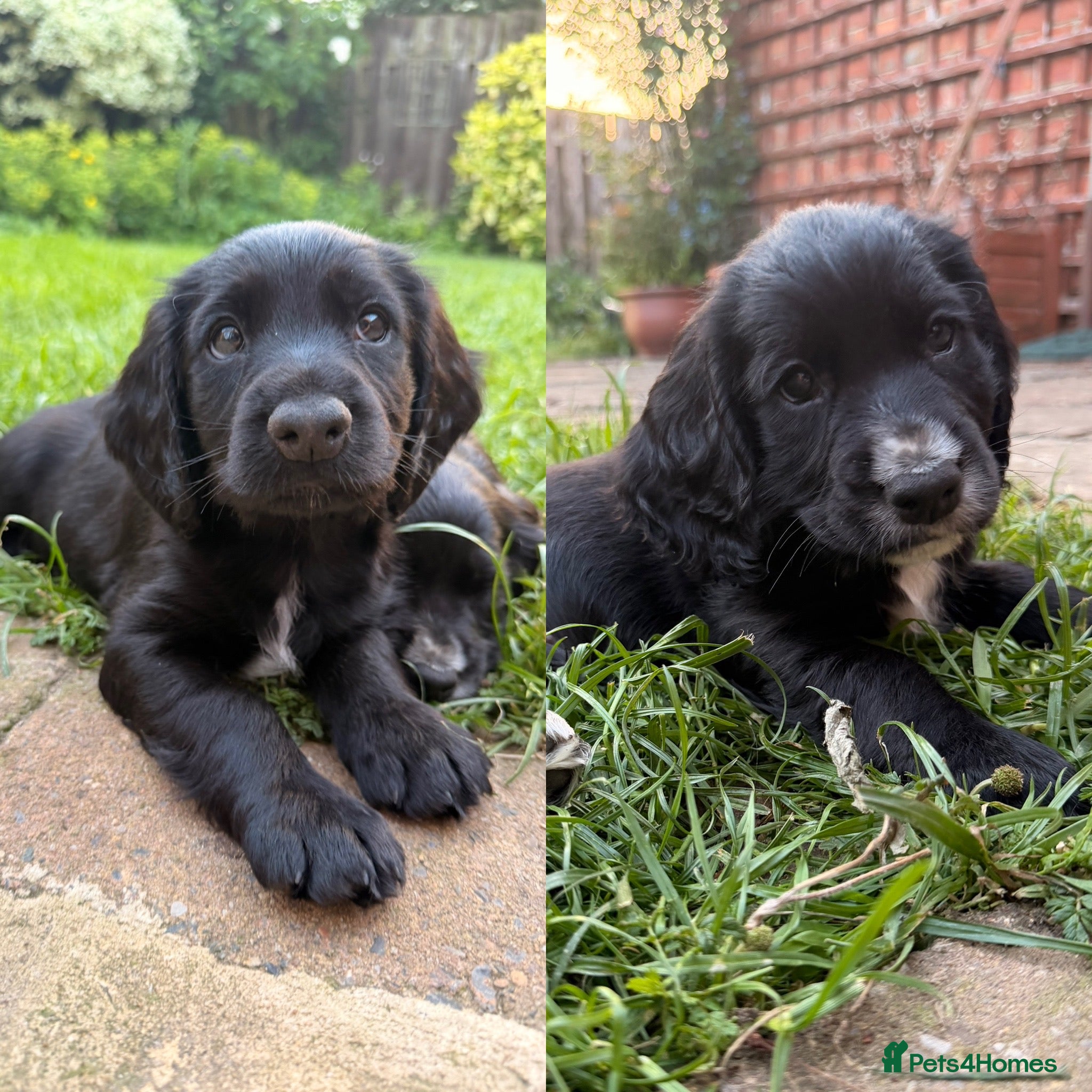 Cocker Spaniel dogs 2 BOYS - KC Working Cocker Spaniel Puppies - Advert 8