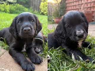 Cocker Spaniel dogs 2 BOYS - KC Working Cocker Spaniel Puppies - Advert 8