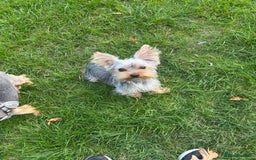 Yorkshire Terrier dogs for sale: I'm looking for a new family - Image 4