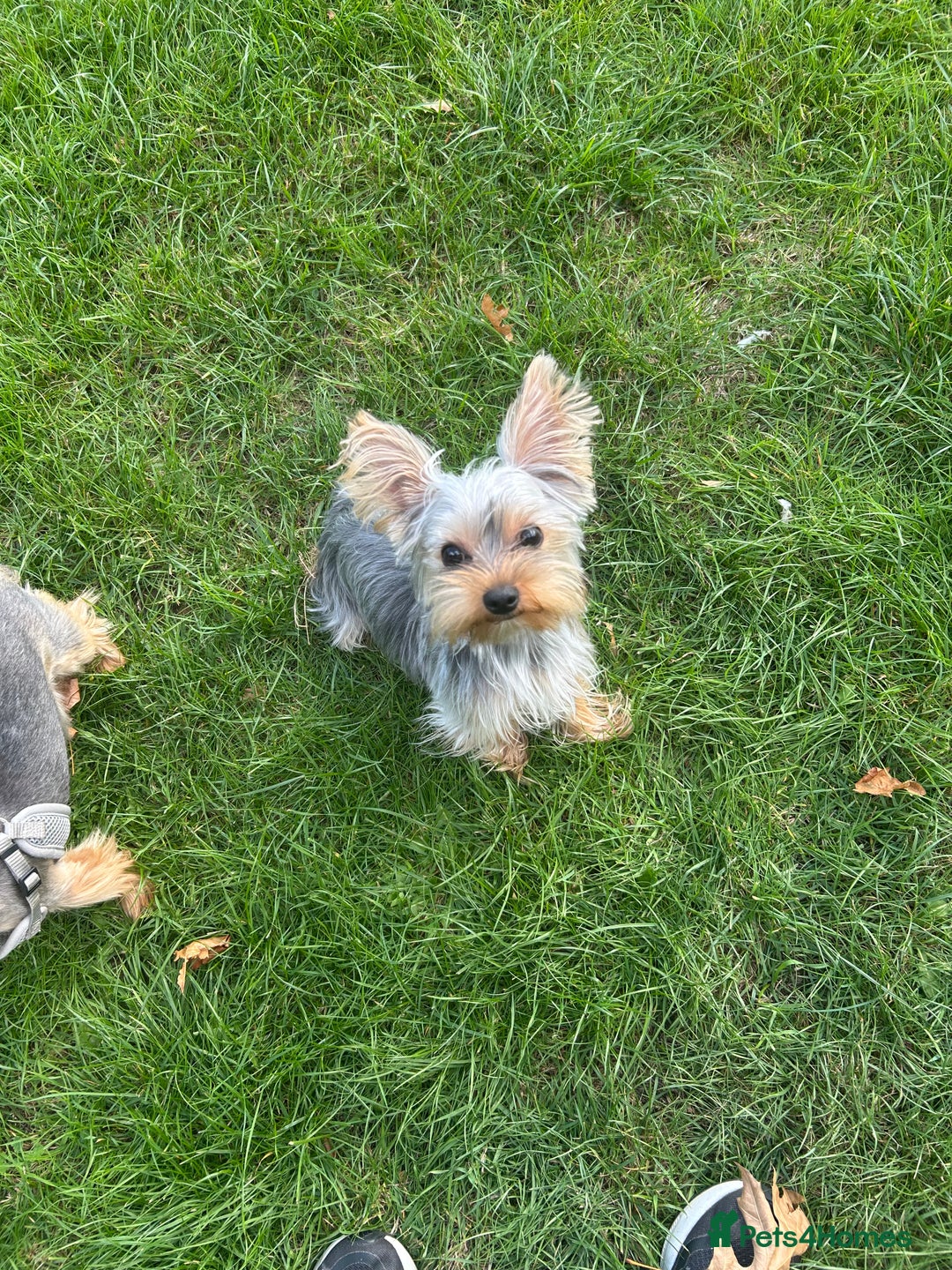 Yorkshire Terrier dogs for sale: I'm looking for a new family - Image 4