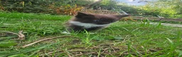 Mixed Breed cats for sale: 5 beautiful kittens  - Advert 7