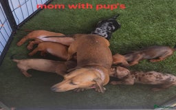 Miniature Dachshund dogs for sale: 6 adorable miniature dashund puppy’s  - Image 13