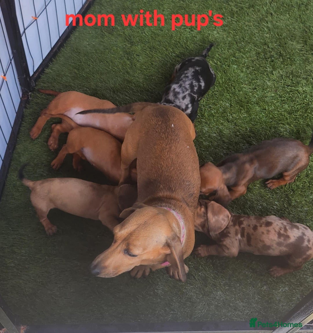 Miniature Dachshund dogs for sale: 6 adorable miniature dashund puppy’s  - Image 13