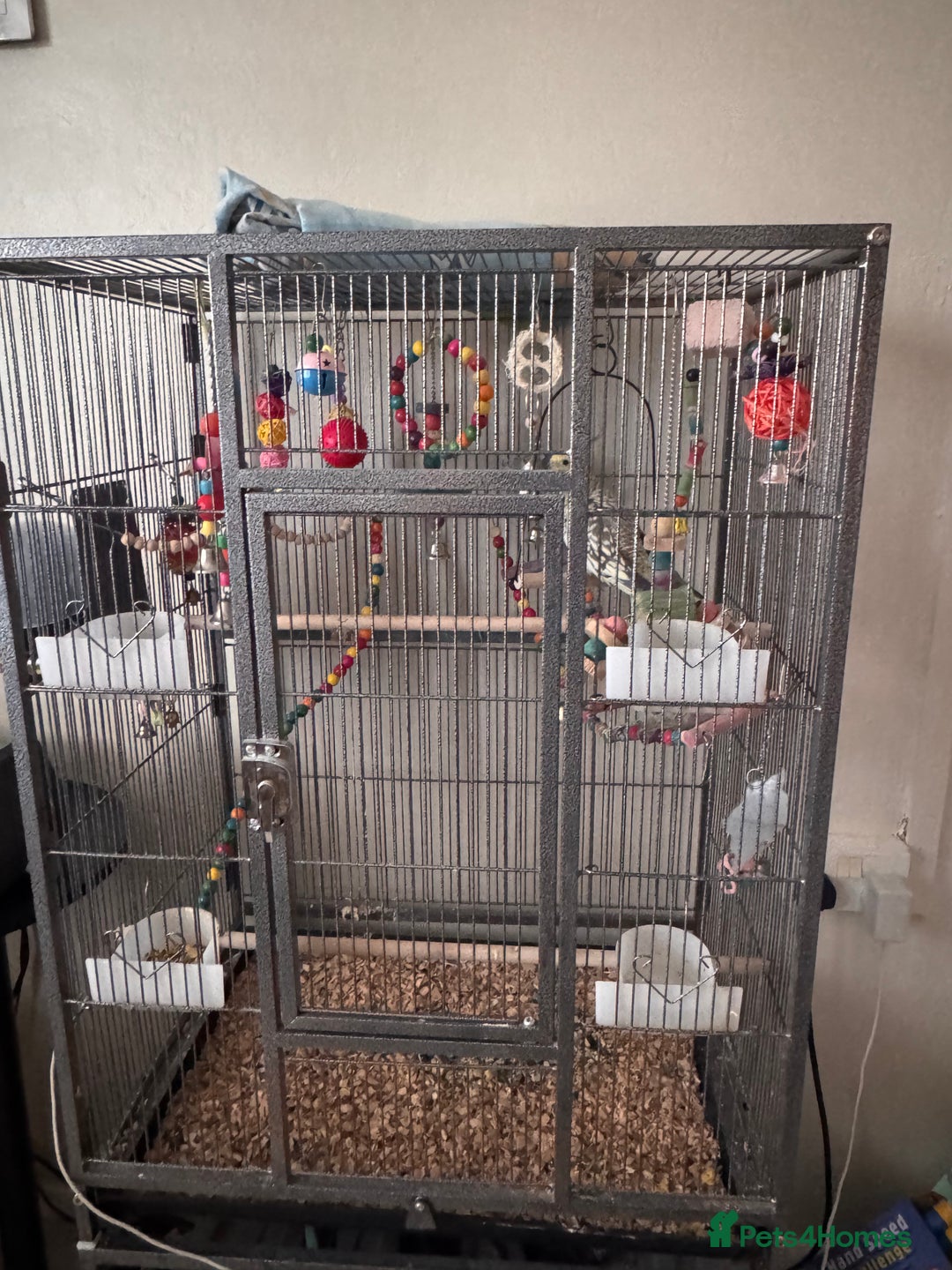 Cockatiels birds for sale: Male cockatiel - Advert 3