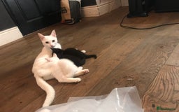 Mixed Breed cats for sale: Playful kittens looking for a new home - Advert 5