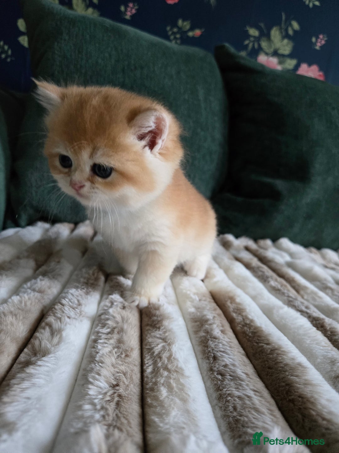 British Shorthair cats for sale: Gorgeous golden boys - Image 8
