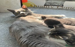Domestic Shorthair cats for sale: Gorgeous fluffy tuxedo kittens - Image 7