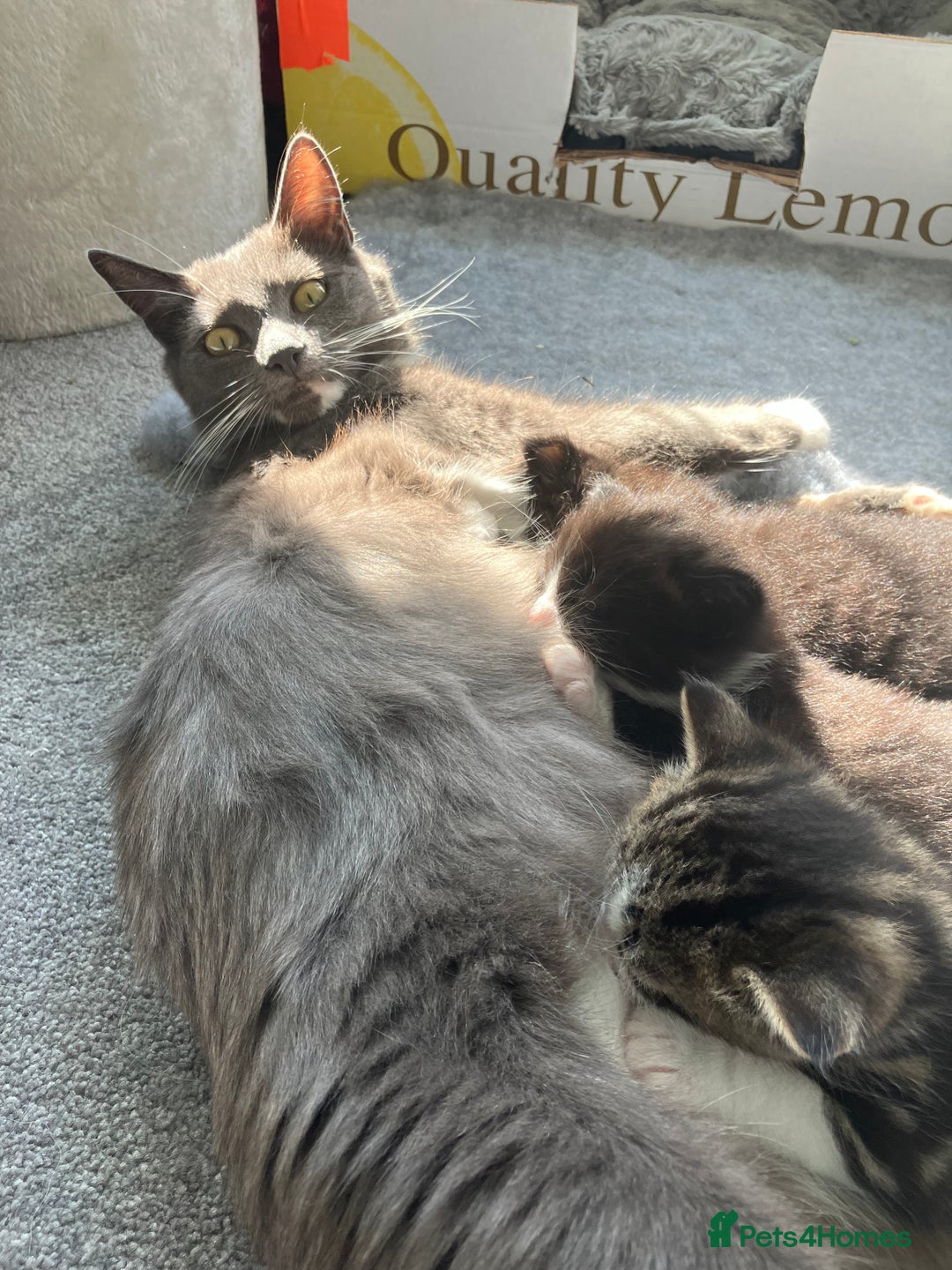 Domestic Shorthair cats for sale: Gorgeous fluffy tuxedo kittens - Image 7