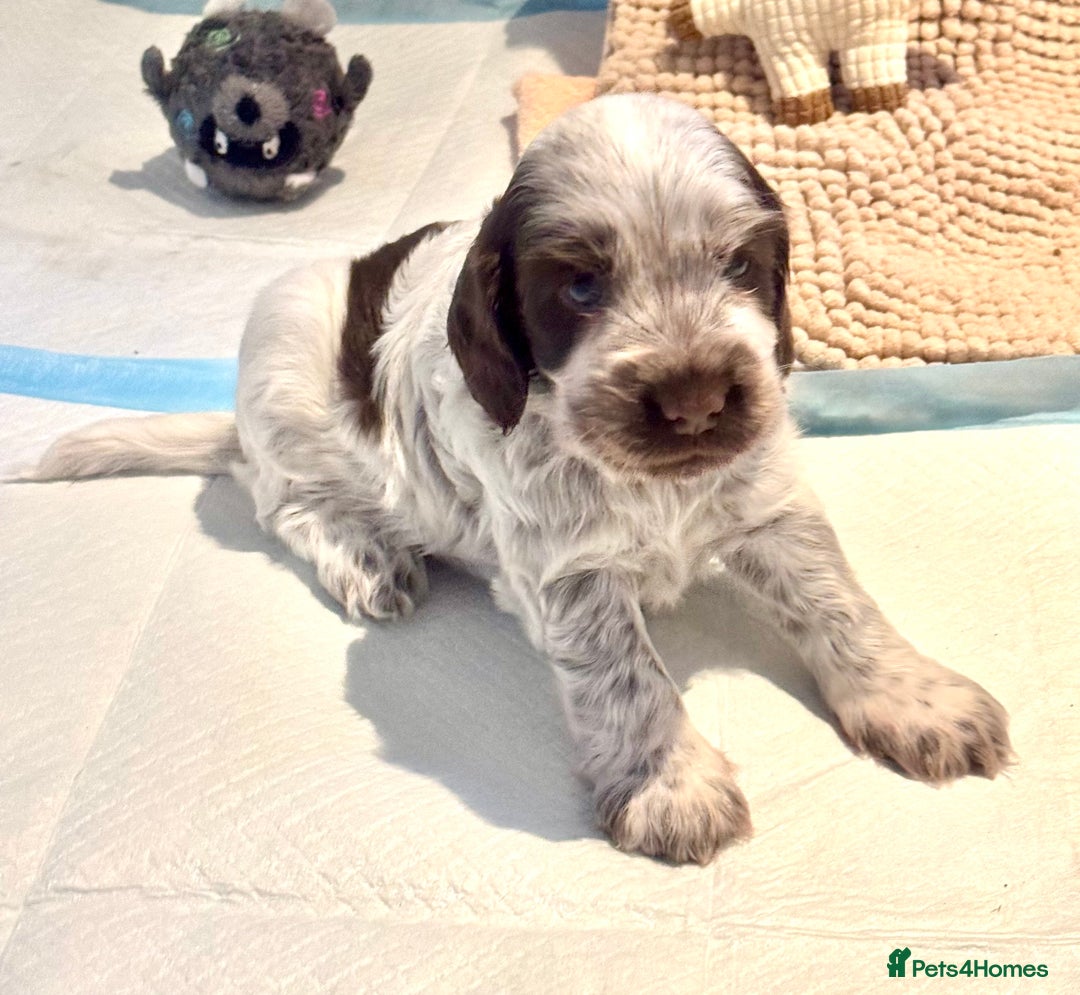 Cocker Spaniel dogs for sale: Two Exceptional girl English Show Cockers - Advert 12