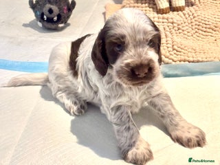 Cocker Spaniel dogs Two Exceptional girl English Show Cockers - Advert 15