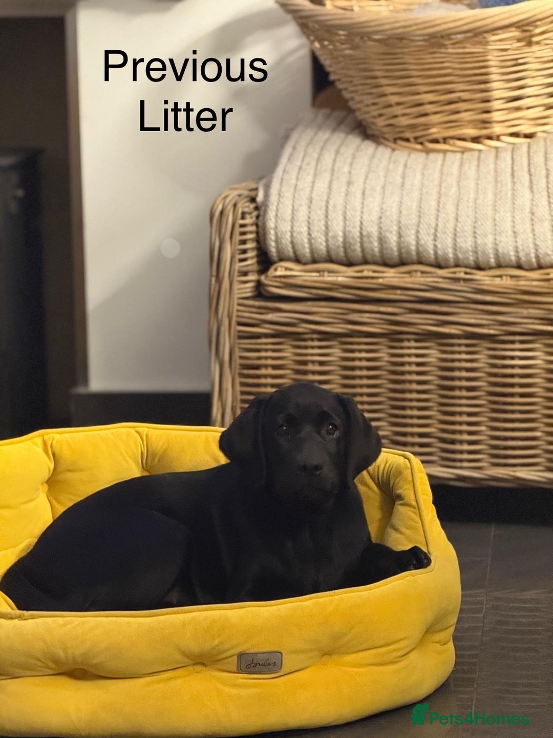 Labrador Retriever dogs for sale: Just a beautiful litter - Advert 8