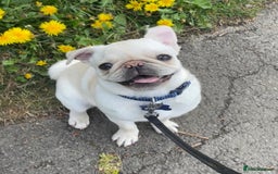 Pug dogs for sale: Pablo the pug  - Image 7