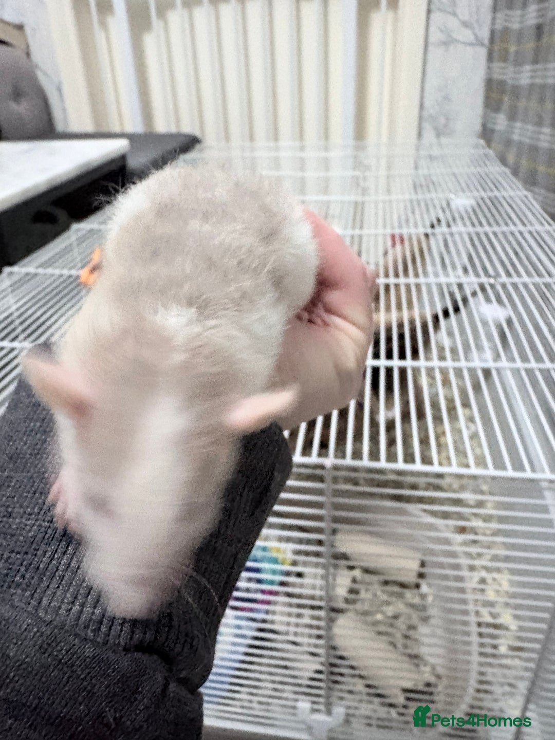 Rat rodents for sale: Beautiful male dumbo/husky baby rats - Advert 12