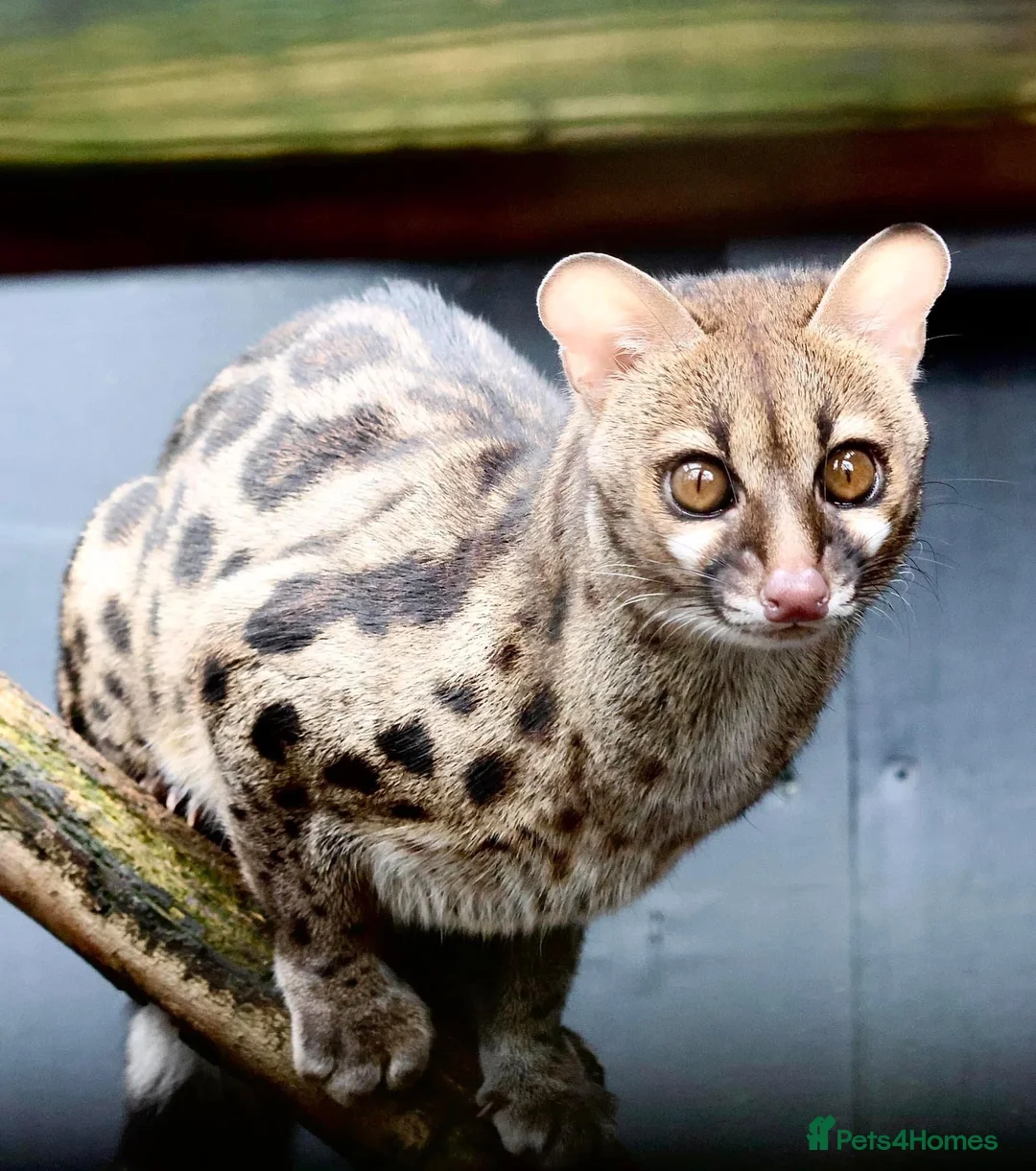 Ferret rodents for sale: Cape Genets  - Advert 1