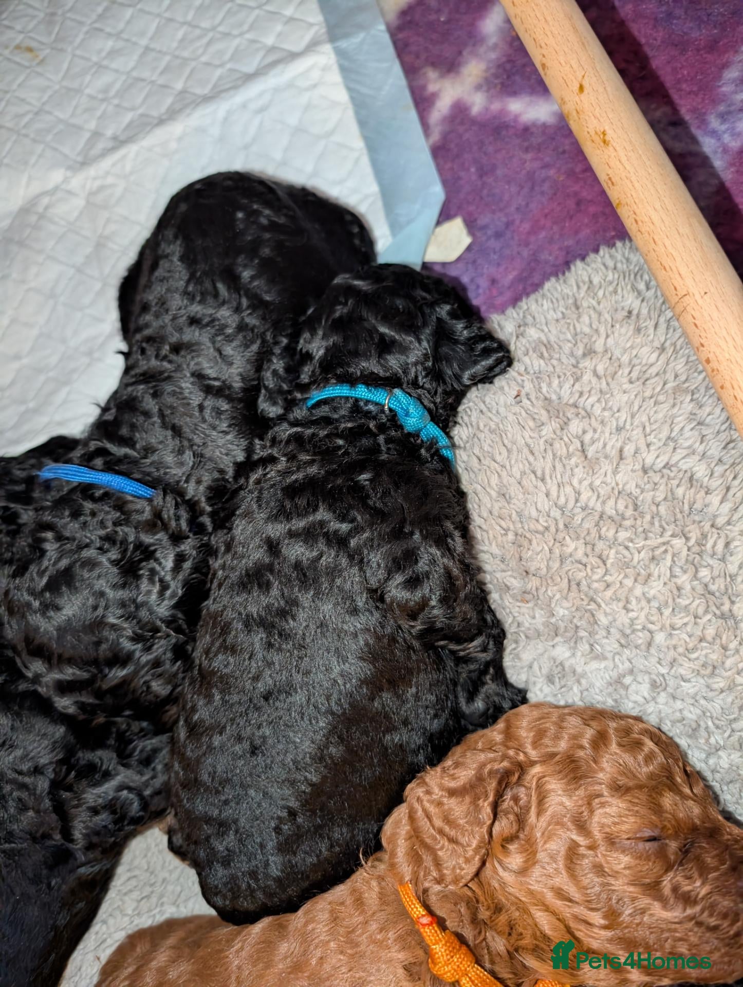 Miniature Poodle dogs Just one lovely boy left  - Advert 5