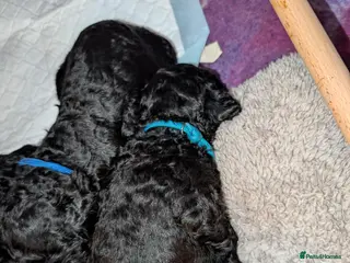 Miniature Poodle dogs Just one lovely boy left - Advert 5
