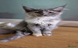 Maine Coon cats for sale: Maine coon kitten - Image 2