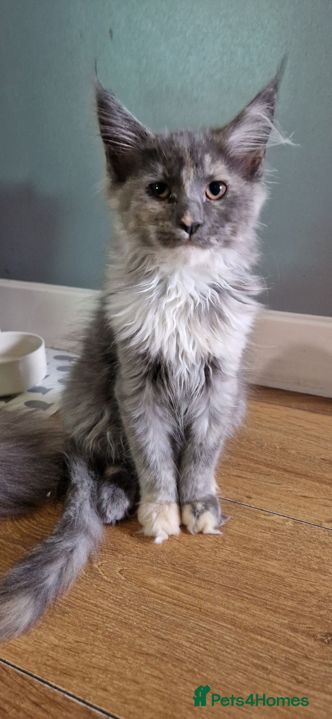 Maine Coon cats for sale: Maine coon kitten - Image 2