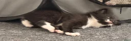 Mixed Breed cats for sale: Black with white markings  - Advert 14