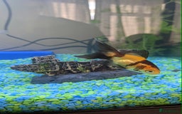 Fancy Goldfish fish for sale: FREE 6 orandas 2 moor goldfish  - Image 2