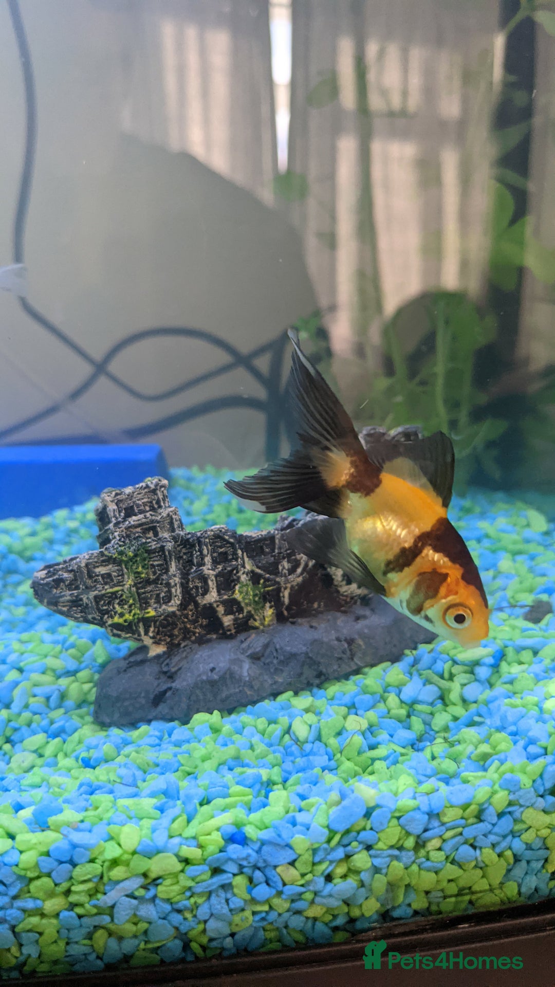 Fancy Goldfish fish for sale: FREE 6 orandas 2 moor goldfish  - Image 2
