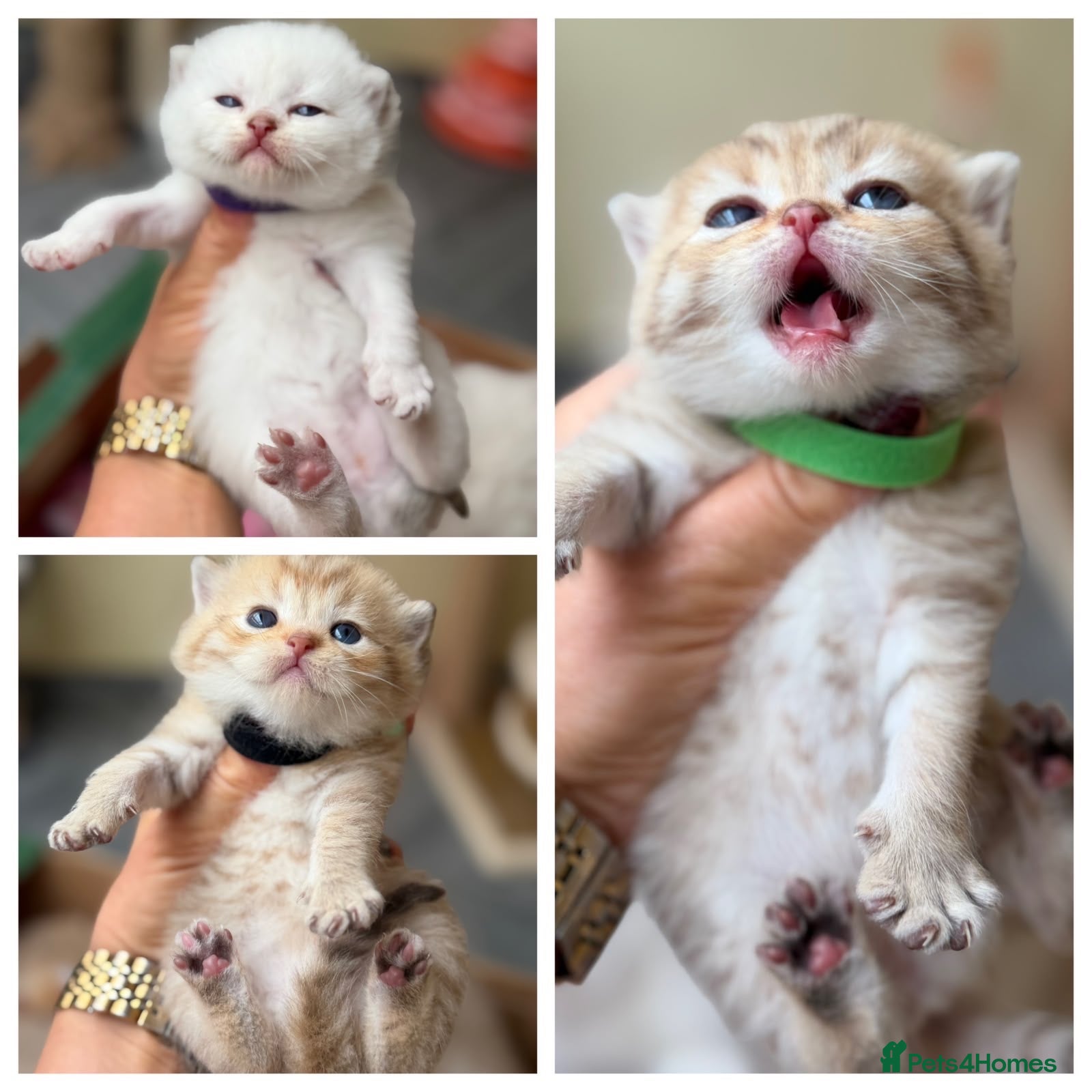 British Shorthair cats Adorable TICA British Shorthair kittens  - Advert 3