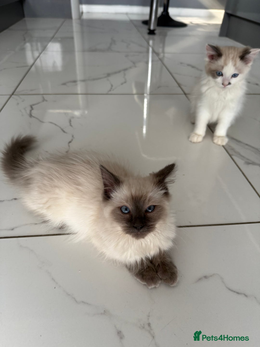 Ragdoll cats for sale: Ragdoll kittens  - Image 6