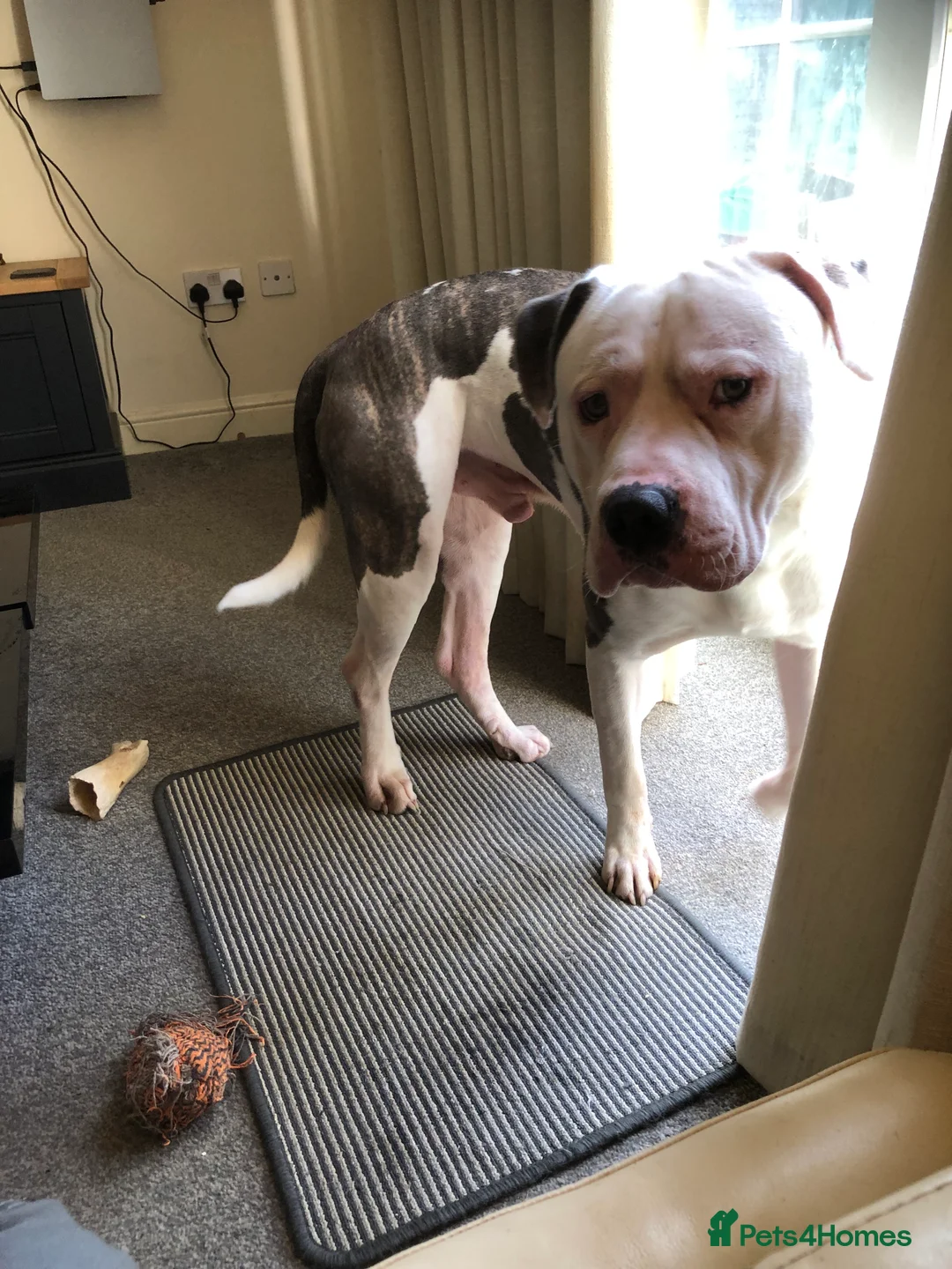 American Bulldog dogs for sale: Scot American bulldog  - Advert 11