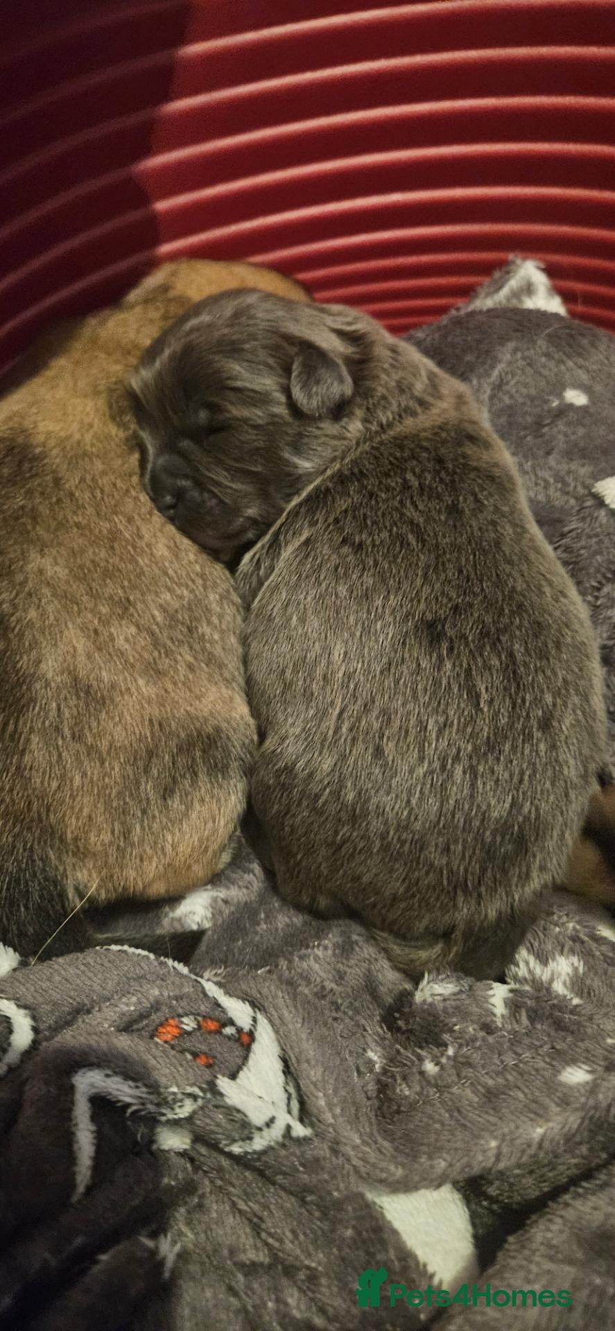 Pomchi dogs POMCHI BABYS 🩷 1 grey GIRL left 450 - Advert 3