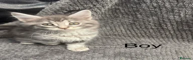 Maine Coon Kitten 3