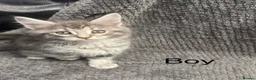 Maine Coon cats for sale: 6 beautiful mainecoon kittens  - Advert 5