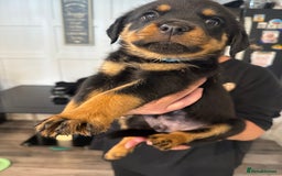 Rottweiler dogs for sale: Chunky Rottweiler puppy’s  - Image 5