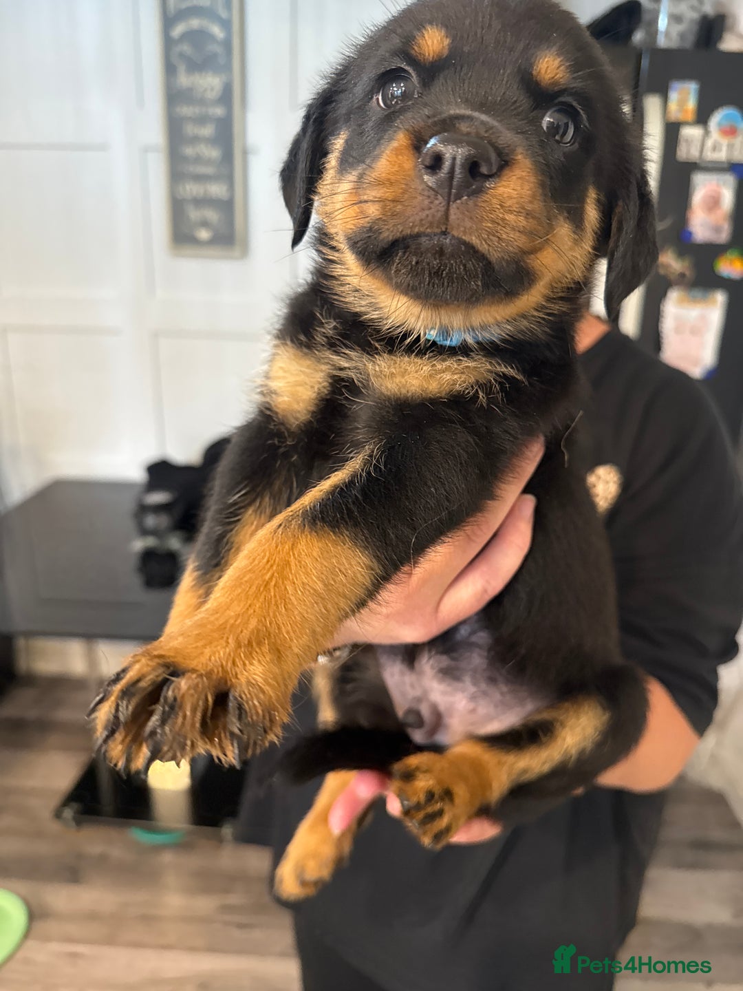 Rottweiler dogs for sale: Chunky Rottweiler puppy’s  - Image 5