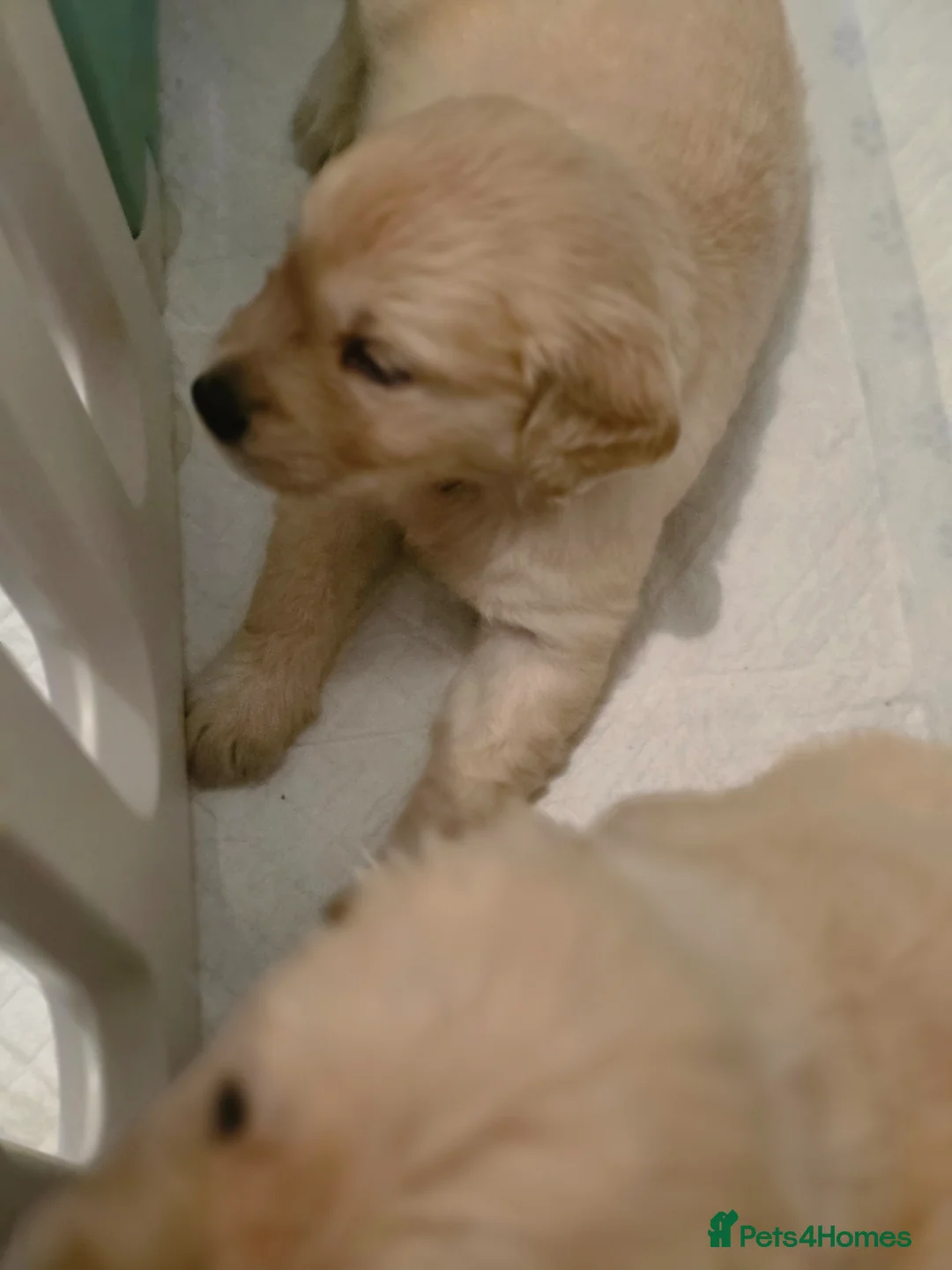 Golden Retriever dogs for sale: Golden retriever  - Advert 2