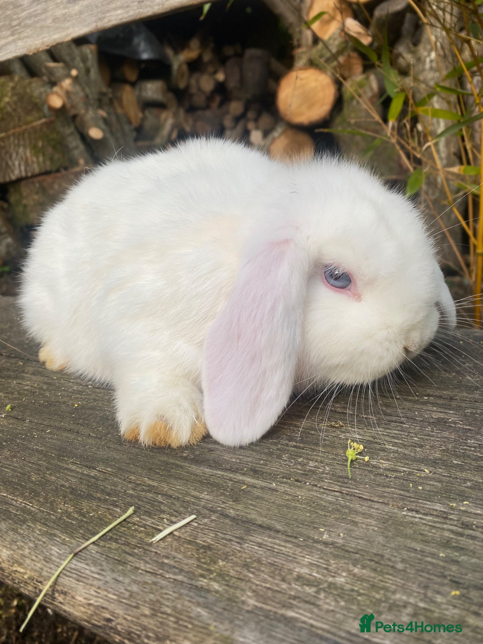 Mini Lop rabbits Friendly 100% Pure Bred family Mini Lops  - Advert 3