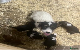 Jackapoo dogs for sale: 🩵jackapoos 👀for there forever 🏡🩵 - Image 7